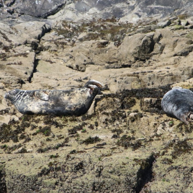 Two seals resting on rocky shoreline with seaweed.