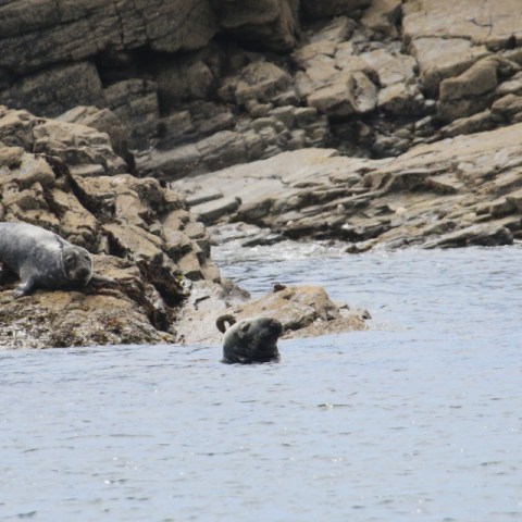 Seals resting on rocky shoreline with water nearby.