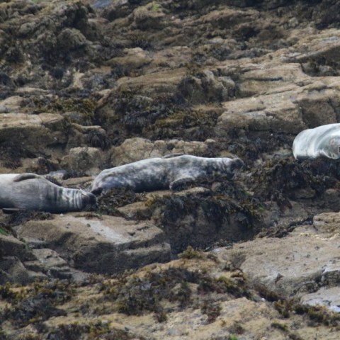 Seals resting on rocky shore with seaweed.