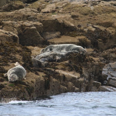 Seals resting on rocky shore near water.