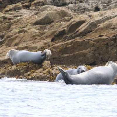 Three seals resting on rocky shore by the water.