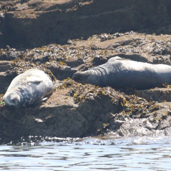Two seals resting on rocky shore with seaweed.