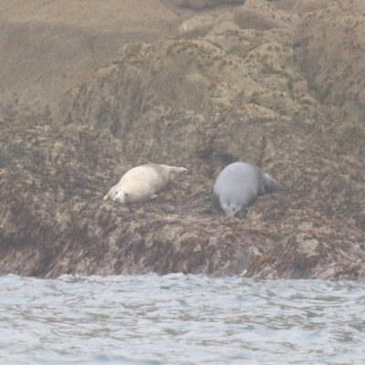 Two seals resting on rocky shoreline by the water.