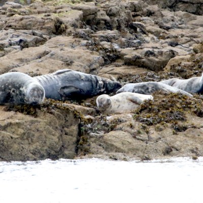 Three seals resting on rocky shoreline with seaweed.