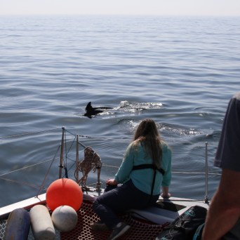 People on boat watching a dolphin swim nearby in calm ocean.