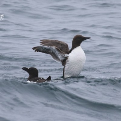 Two seabirds on ocean waves, one with wings spread.