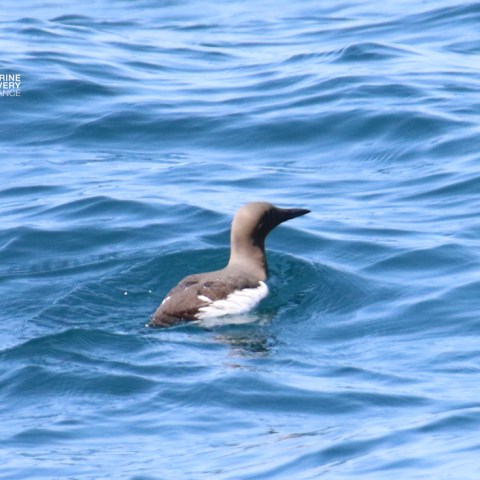 A seabird floats on calm blue water, partially submerged.