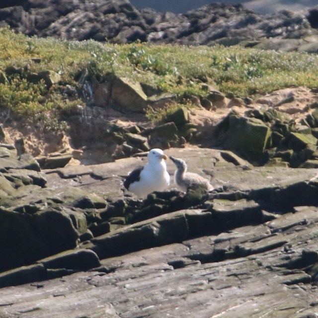 Two birds on rocky terrain with green grass in the background.