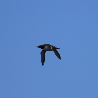 A bird in flight against a clear blue sky.