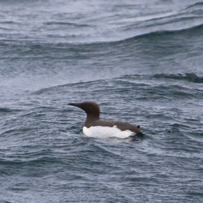 Seabird with brown and white plumage floating on the ocean waves.