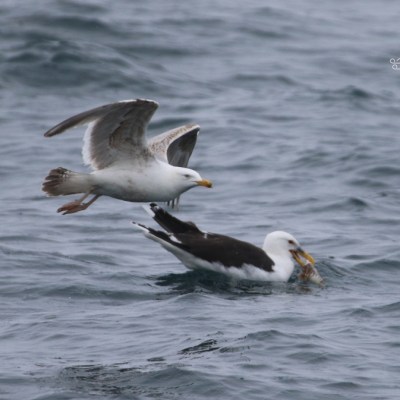 Two seagulls on the ocean, one flying and one floating with fish in its beak.