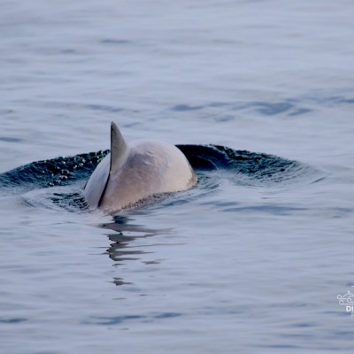 Dolphin partially submerged with dorsal fin above water.