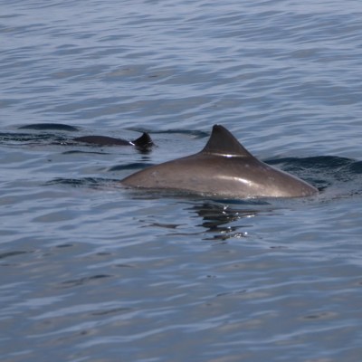 Two porpoises swimming in calm ocean water.