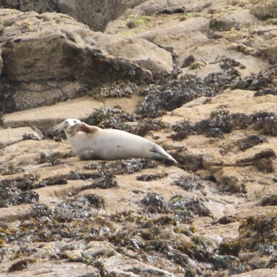 Seal resting on rocky shore with seaweed patches.