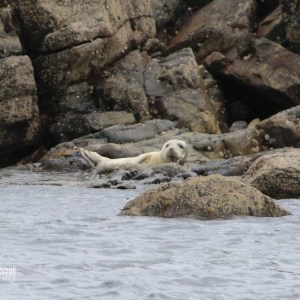 Seal resting on rocky shoreline by the water.
