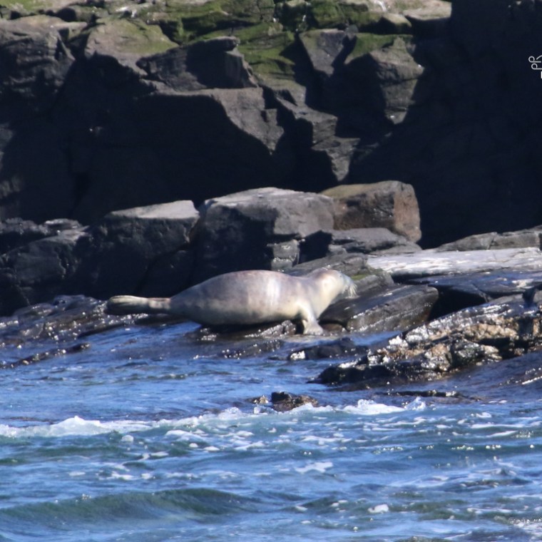 Seal resting on rocky shore with waves in foreground.