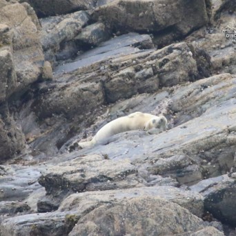 Seal resting on a rocky shoreline