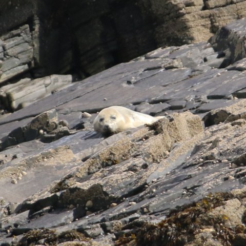 Seal resting on rocky shore surrounded by stones