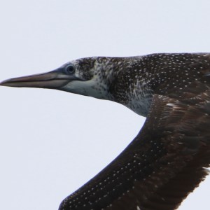Close-up of a bird in flight with speckled brown feathers and a long beak against a clear sky.