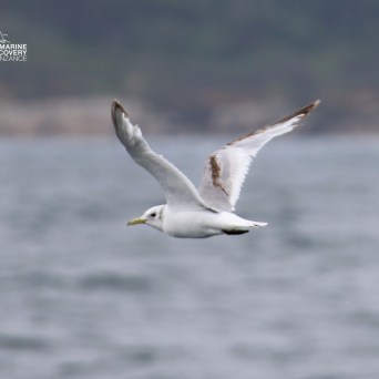 Seagull flying over the ocean on a cloudy day.