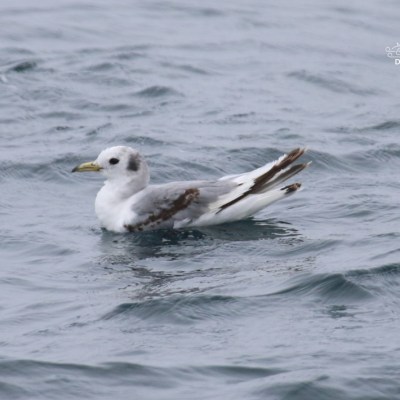 Bird floating on choppy water with light gray and white plumage.