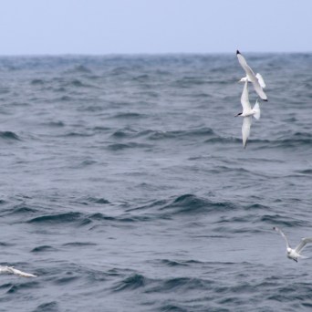 Four seagulls flying over a gray ocean on a cloudy day.