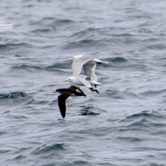 Two seagulls and a dark bird flying over the ocean waves.