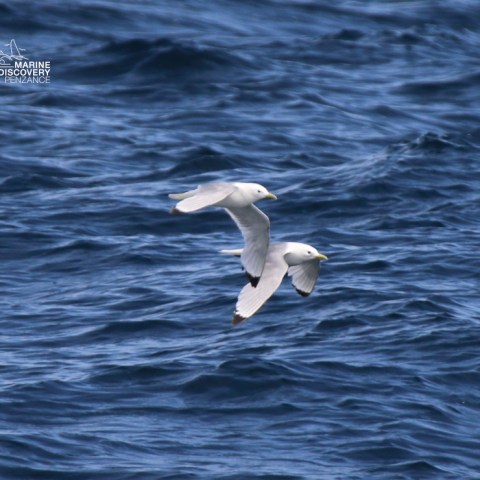 Two seagulls flying over a wavy ocean surface.