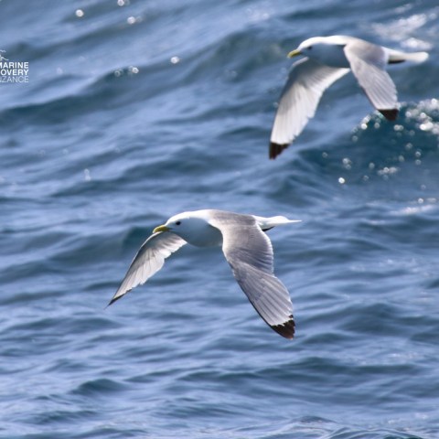 Two gulls flying over the ocean on a clear day.