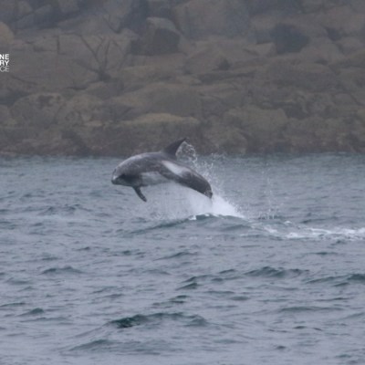 Dolphin jumping out of the ocean with rocky shore in background.