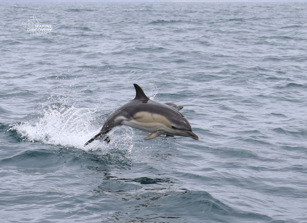 Dolphin jumping out of the ocean water.