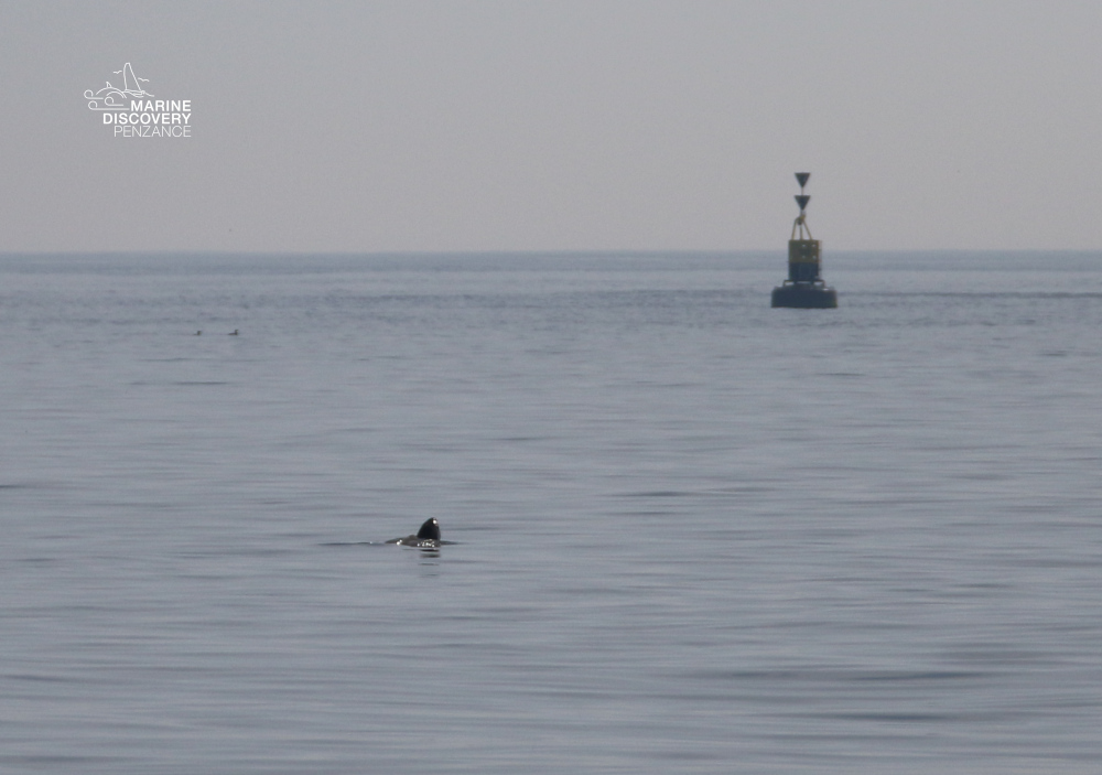 Seal swimming near a buoy in calm sea under a clear sky.