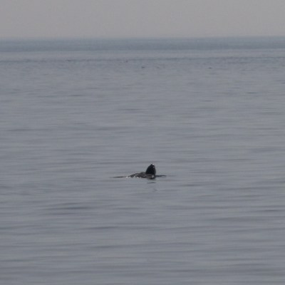 A seal's head above water in a calm, open sea.