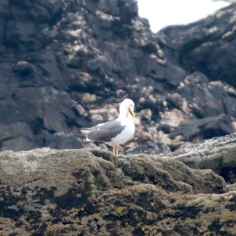 Seagull perched on mossy rocks with dark background.