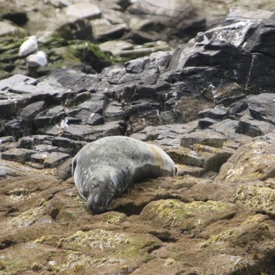 Seal resting on rocky shore with seagulls in the background.