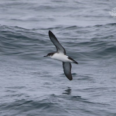 Seabird with outstretched wings flying over ocean waves.