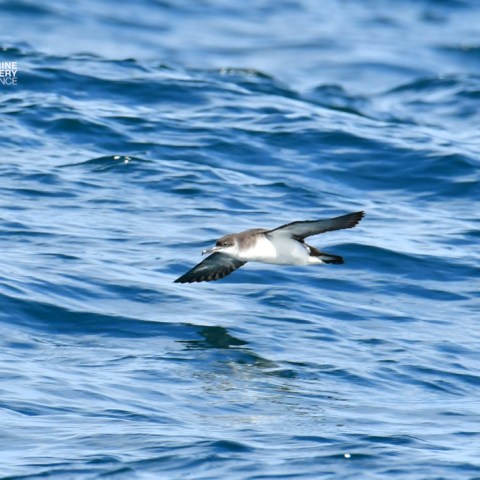A seabird flying low over the ocean waves.