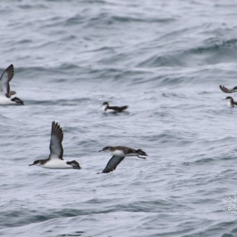 Flock of seabirds flying over choppy ocean waves.
