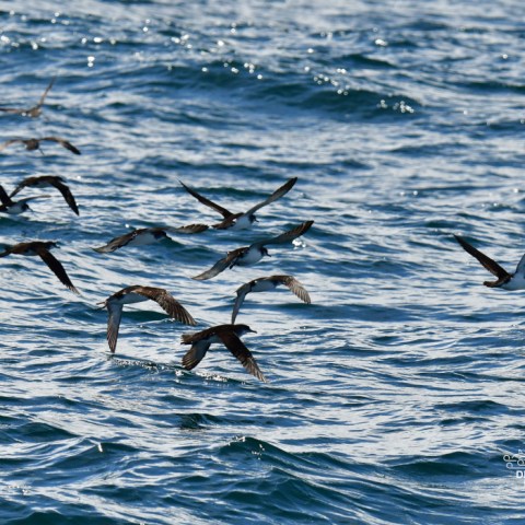 Flock of seabirds flying over ocean waves