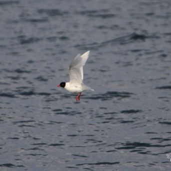 Bird with white wings flying over a body of water.