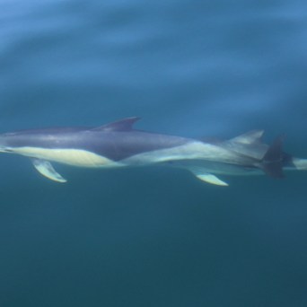 Dolphin swimming underwater in clear blue ocean.
