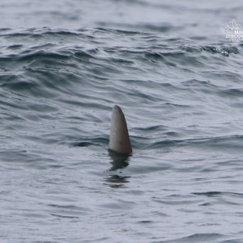 Shark fin protruding from ocean waves on a cloudy day.
