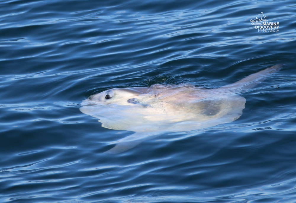 Sunfish partially submerged in clear blue water.