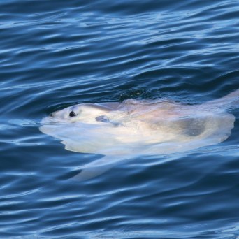 Ocean sunfish swimming near the water's surface.