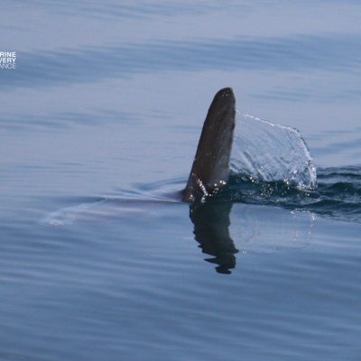 A fin breaking the calm surface of the ocean, creating ripples.