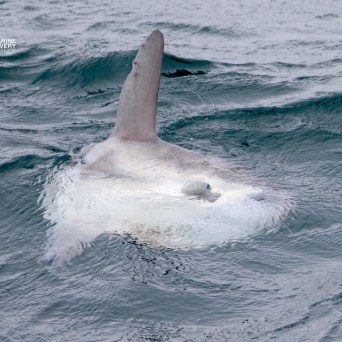 Large sunfish swimming, fin above water surface.