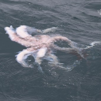Large octopus swimming near the water's surface.