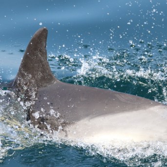 A dolphin fin breaking through ocean waves.