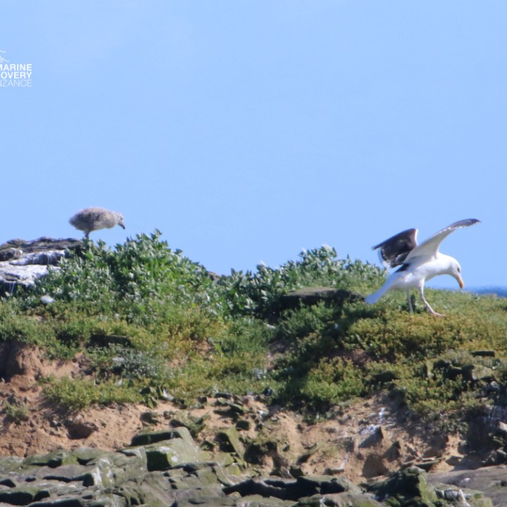Two birds on a grassy cliff; one in flight, one perched.
