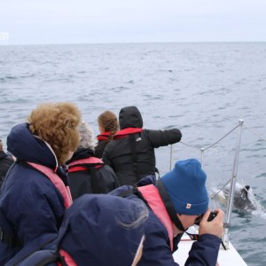 People on a boat watching a dolphin in the water.